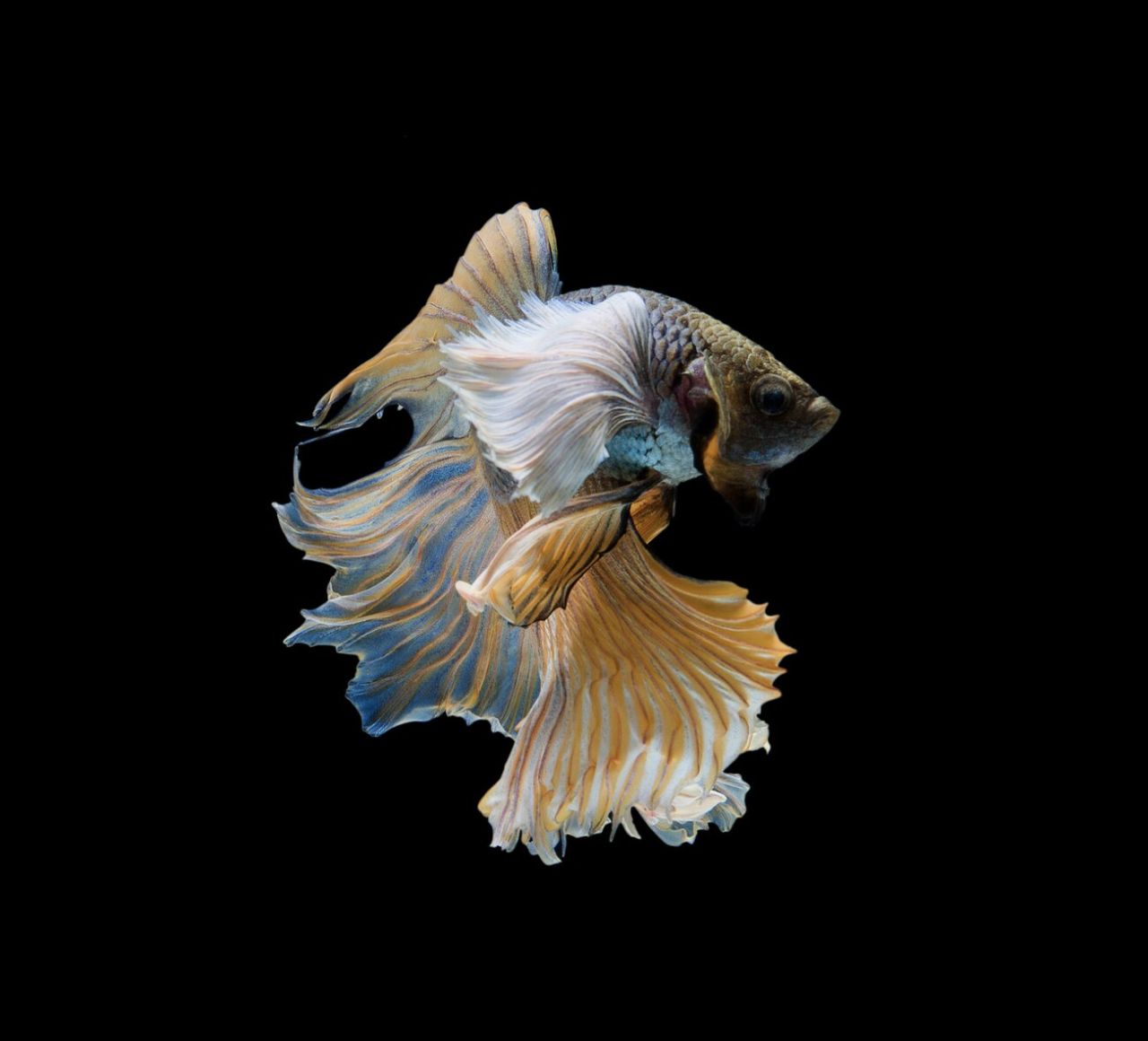 Imagen Betta dumbo