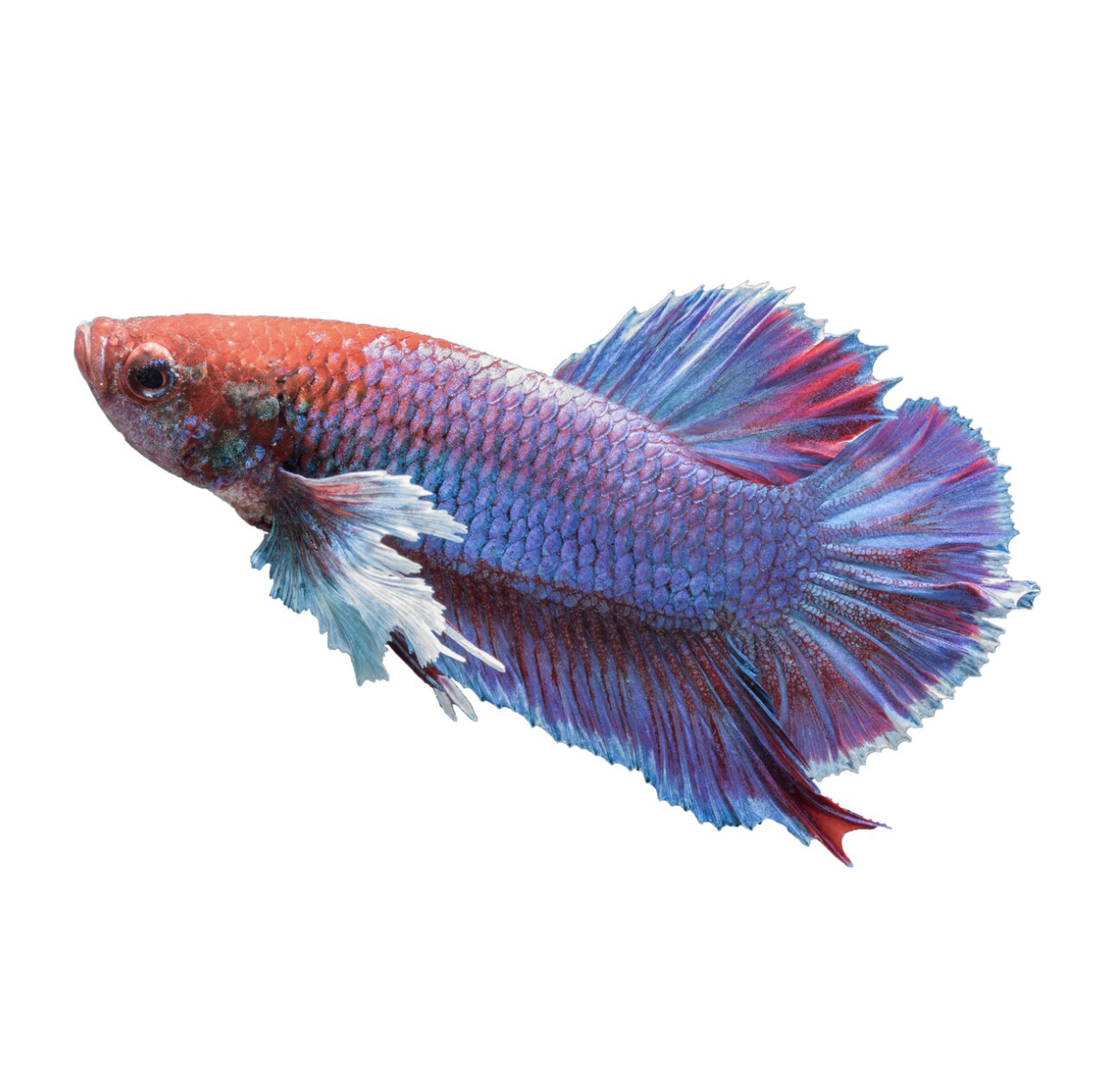 Imagen Betta koi