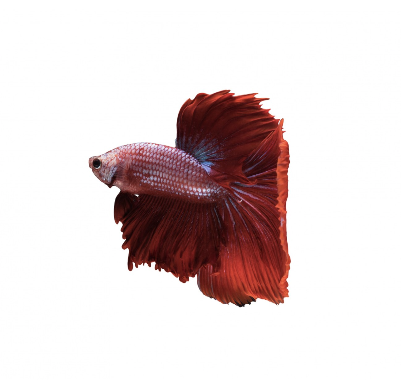 Imagen Betta dragón