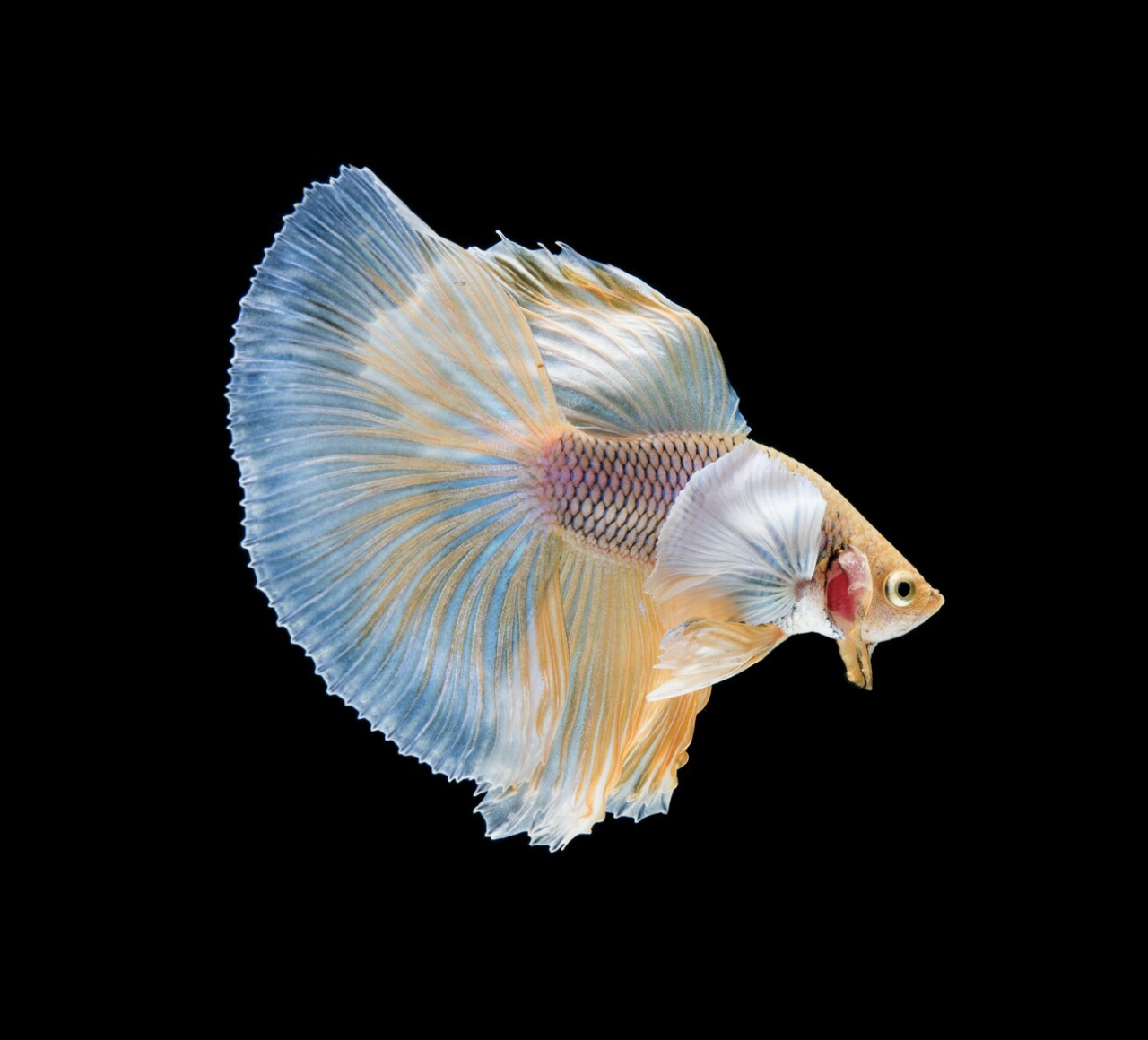 Imagen Betta dragón azul